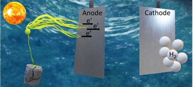 סימולציה המסבירה את תהליך הפקת החשמל: האצה מפרישה מולקולות המחזרות (מעבירות אלקטרון) לאלקטרודת פלדת אל-חלד (האנודה). משם ממשיכים האלקטרונים אל אלקטרודת הפלטינה (קתודה) והלאה אל מולקולות מי הים. בעקבות ריאקציה אלקטרוכימית עם הפלטינה מתפרקים מי הים ויוצרים מימן. מעבר האלקטרונים מהאנודה לקתודה יוצר זרם חשמלי, ואת המימן הנפלט בתהליך אפשר לאגור ולהשתמש בהמשך לייצור אנרגיה נוספת בתאי דלק מימן. הודות לפעולת הפוטוסינתזה, תהליך זה מואץ בחשיפה לשמש, אך הוא נמשך גם בהיעדר אור.