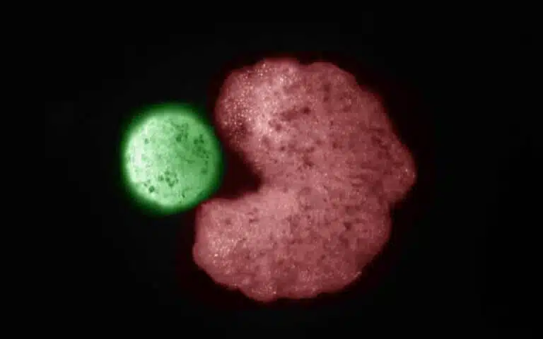 אורגניזם "הורה" שתוכנן באמצעות בינה מלאכותית (צורת C; אדום) לצד תאי גזע שנדחסו לכדור ("צאצא"; ירוק). קרדיט: דאגלס בלקיסטון וסם קריגמן