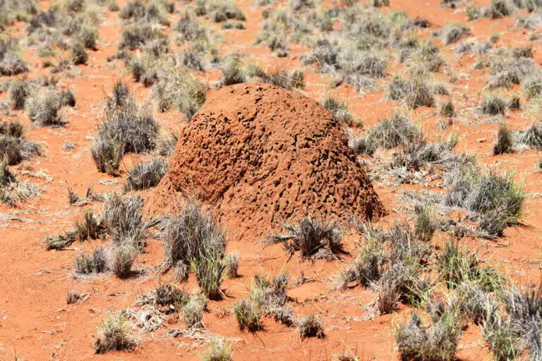 A termite mound in the Kalahari Desert, Namibia Illustration: depositphotos.com