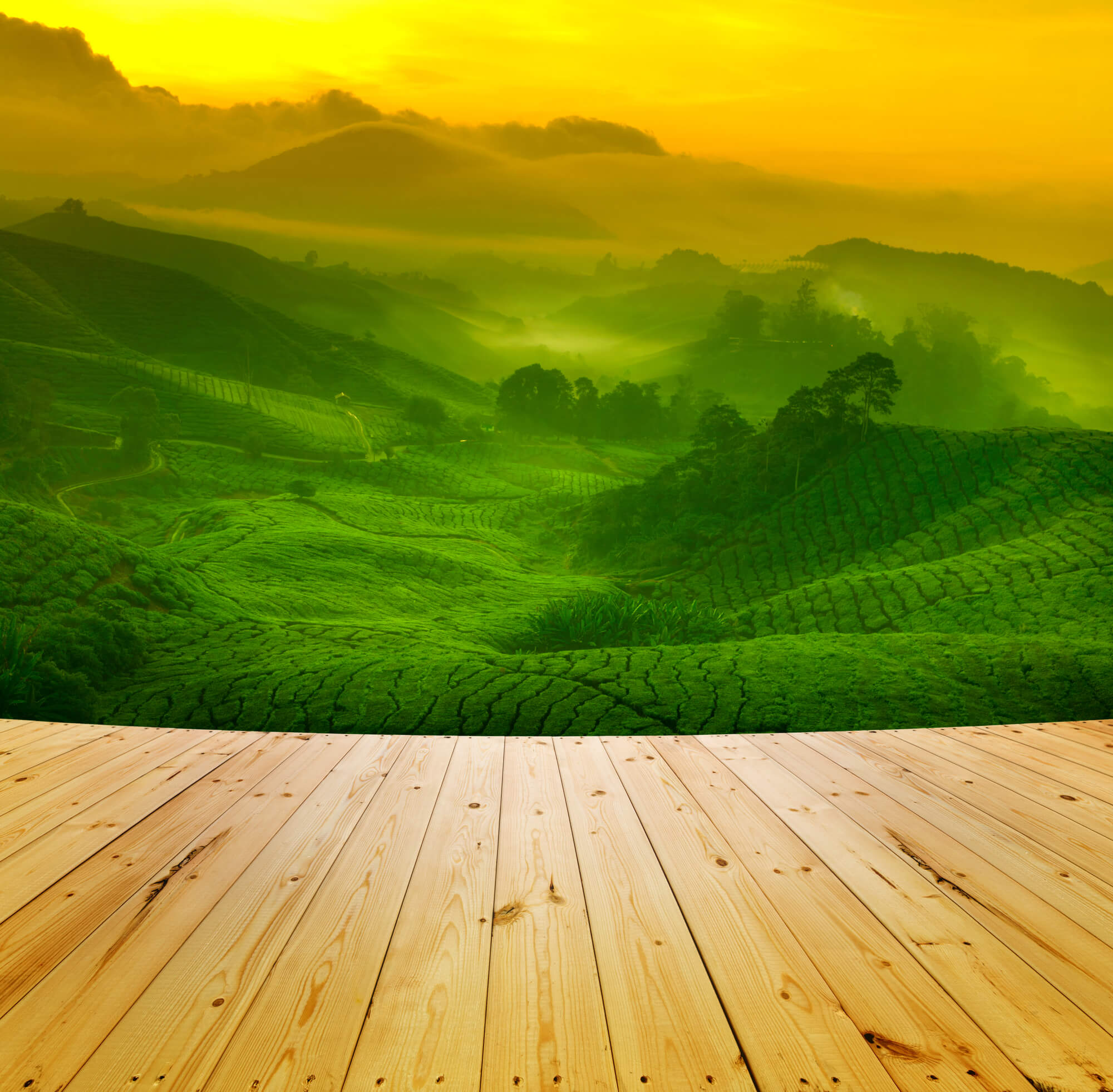 Tea plantations in India. Processed photo. Illustration: depositphotos.com