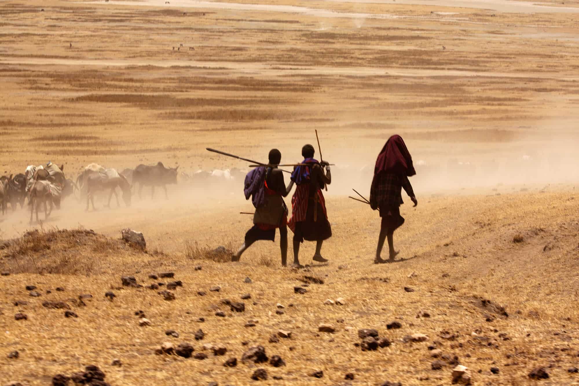 Boys from the Maasai tribe in Kenya lead their cows to drink water. Illustration: depositphotos.com