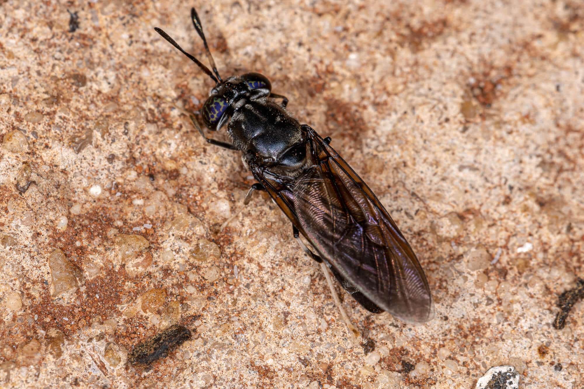 The black soldier fly. Illustration: depositphotos.com