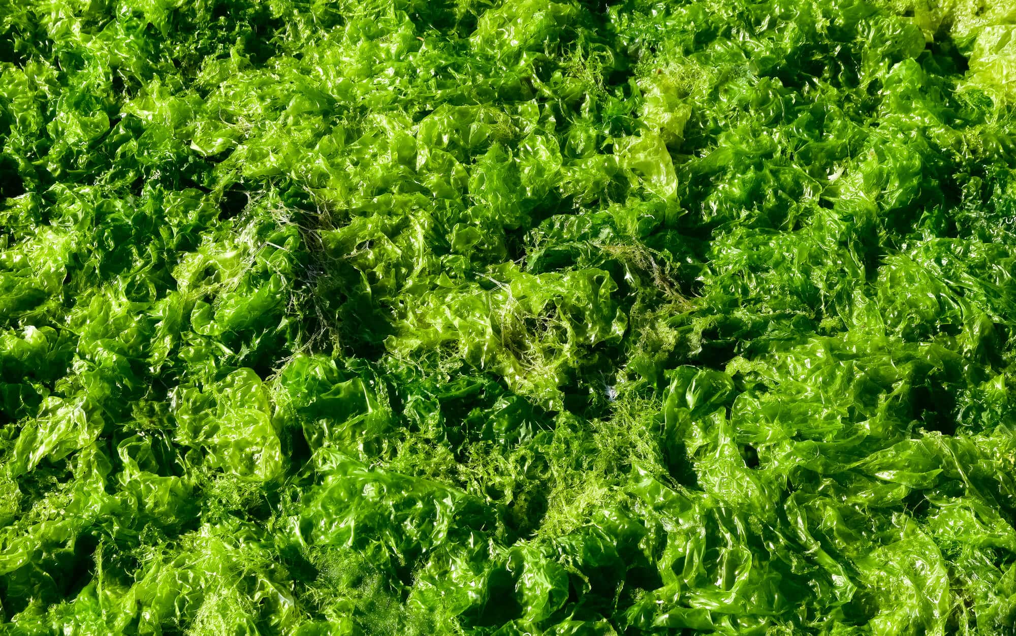 Algae from the Ulva species also known as sea lettuce. Illustration: depositphotos.com