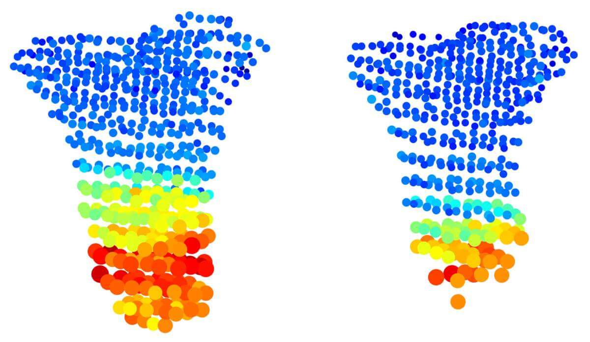 בלוחית הגדילה בעצם השוקה של עכבר (משמאל), תאי הסחוס גדלים בהדרגה, מהקטן ביותר, בקצה העצם (בכחול), ועד לגדול ביותר, קרוב יותר למרכזה (באדום). בעכבר עם מוטציה בגן Gdf5 (מימין) הגדילה ההדרגתית משתבשת