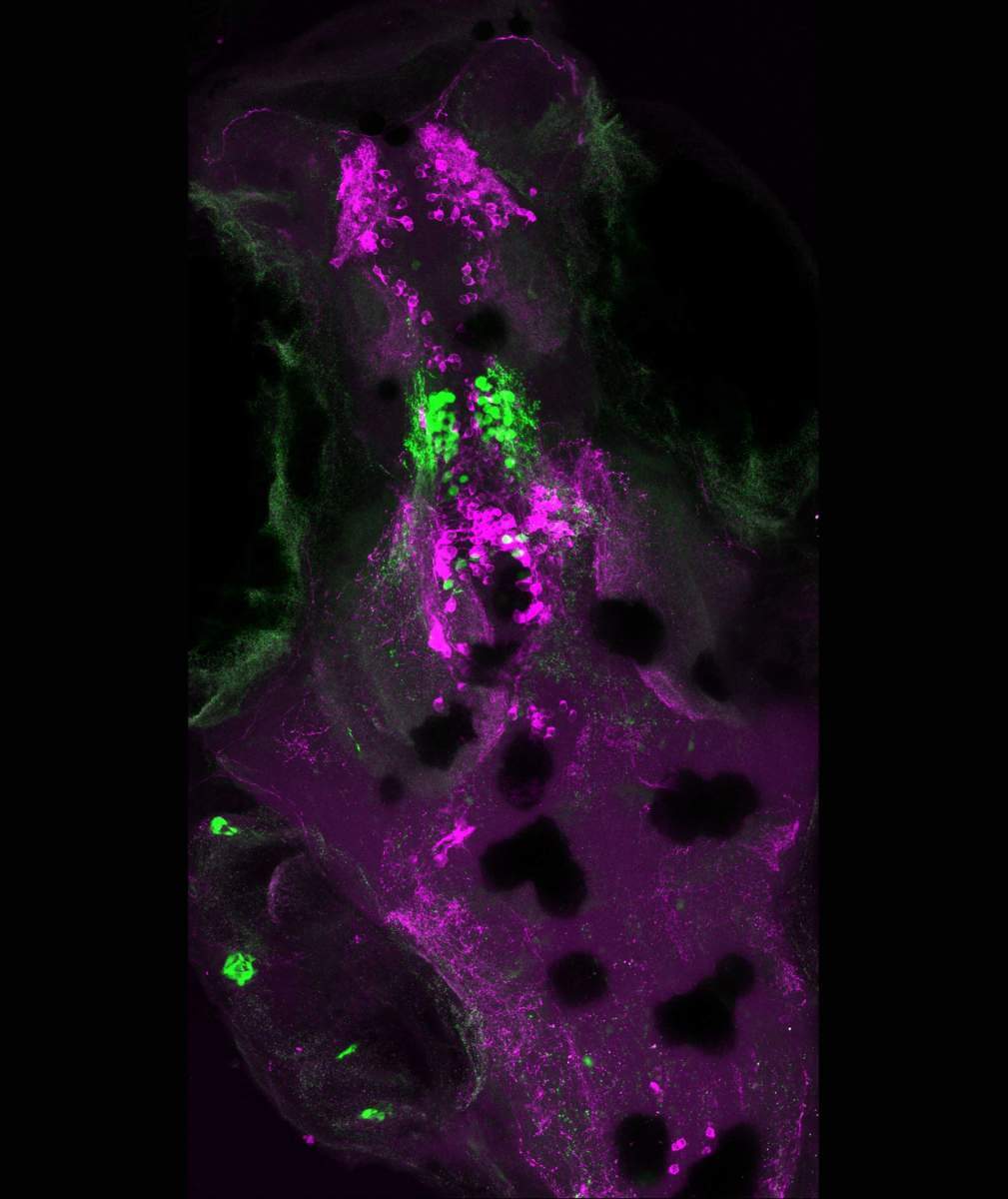 מוח דג זברה תחת מיקרוסקופ. סימון פלואורסצנטי מראה תאי עצב אשר מייצרים אוקסיטוצין (ירוק) ודופמין (אדום-סגול) ואשר מעורבים ברשת עצבית המכונה "רשת חברתית"
