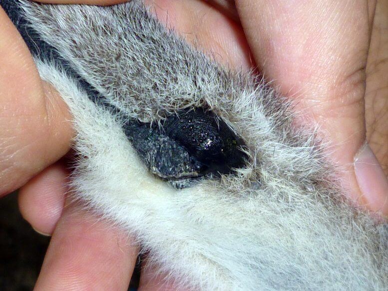 This image shows a close-up of the wrist gland of a male lemur. Credit: Satomi Ito, Kyoto University