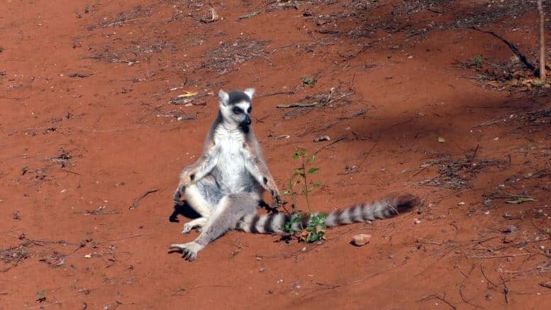 This photo shows a male lemur with antibrachial glands clearly visible on his wrists. Credit: Chigusa Tanaka, Monkey Center of Japan.