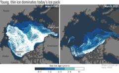 התדלדלות כיסוי הקרח הימי בקרבת גרילנד. במיוחד נעלם כמעט הקרח העתיק (בצבע לבן) ומרבית הקרח שנותר הוא חדש. NOAA Climate.gov/NSIDC