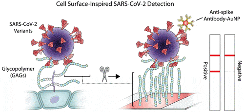 A graphic illustration of (A) the interaction of the virus with the sugars on the surface of the cell and (B) the interaction of the virus with the sugars on the GlycoGrip biodetector for the detection of the corona virus. The liquid sample is placed on top of the sample surface and moves towards the chemical structure that includes antibodies. The antibodies bind to the virus and migrate to the test line, where the test substance is bound by the sugars. Below are the possible results of the test and their meaning (positive/negative for the presence of the corona virus).