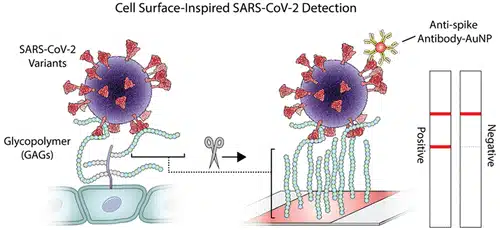 رسم توضيحي لـ (أ) تفاعل الفيروس مع السكريات الموجودة على سطح الخلية و (ب) تفاعل الفيروس مع السكريات على الكاشف الحيوي GlycoGrip للكشف عن فيروس كورونا. يتم وضع العينة السائلة أعلى سطح العينة وتتحرك نحو التركيب الكيميائي الذي يتضمن الأجسام المضادة. ترتبط الأجسام المضادة بالفيروس وتهاجر إلى خط الاختبار، حيث ترتبط مادة الاختبار بالسكريات. وفيما يلي النتائج المحتملة للاختبار ومعناها (إيجابية/سلبية لوجود فيروس كورونا).