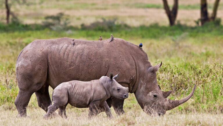 Rhinos in the wild in Africa. Illustration: depositphotos.com