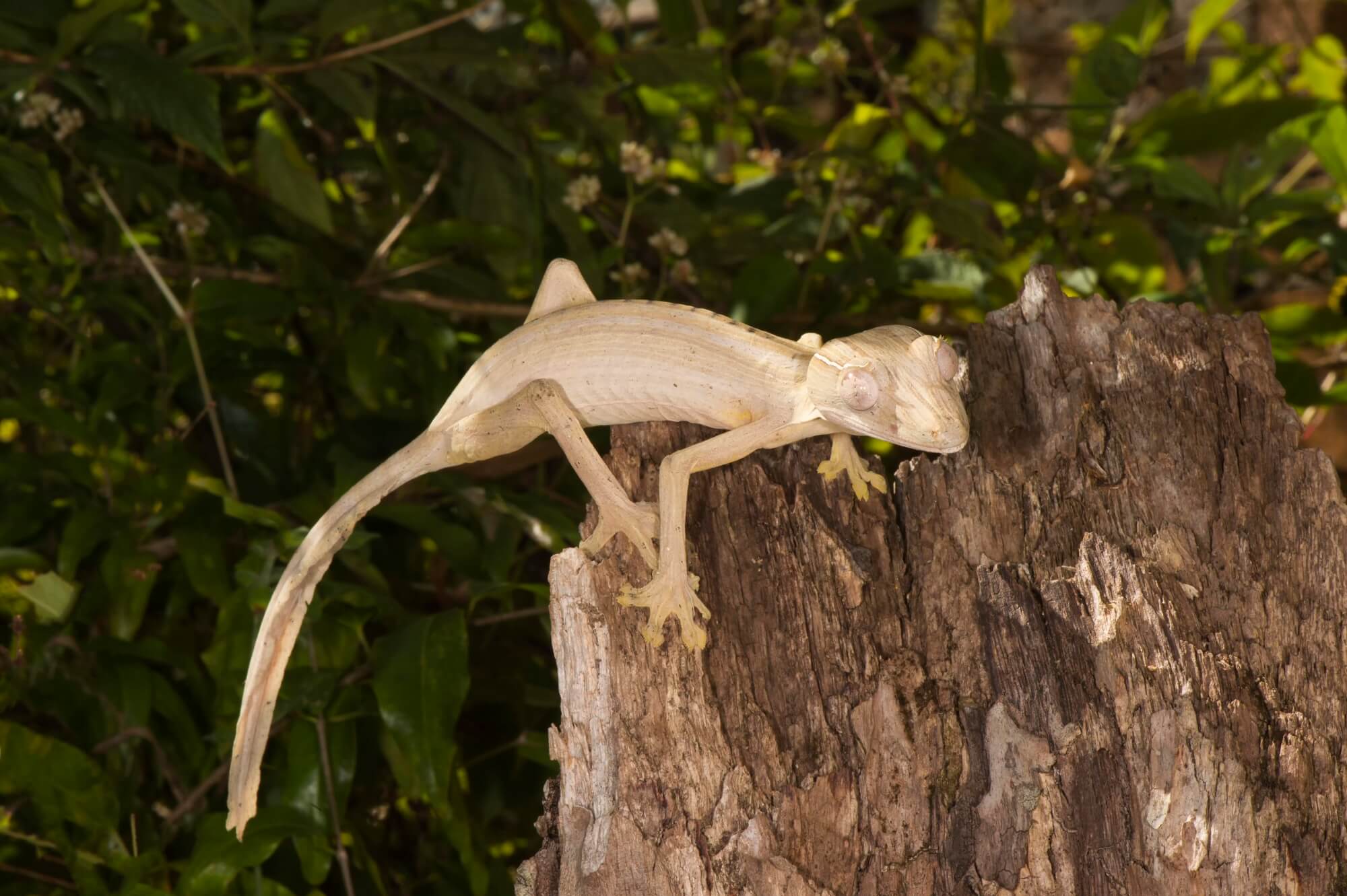 Leaf-tailed gecko - sheds its tail and regrows it. Illustration: depositphotos.com