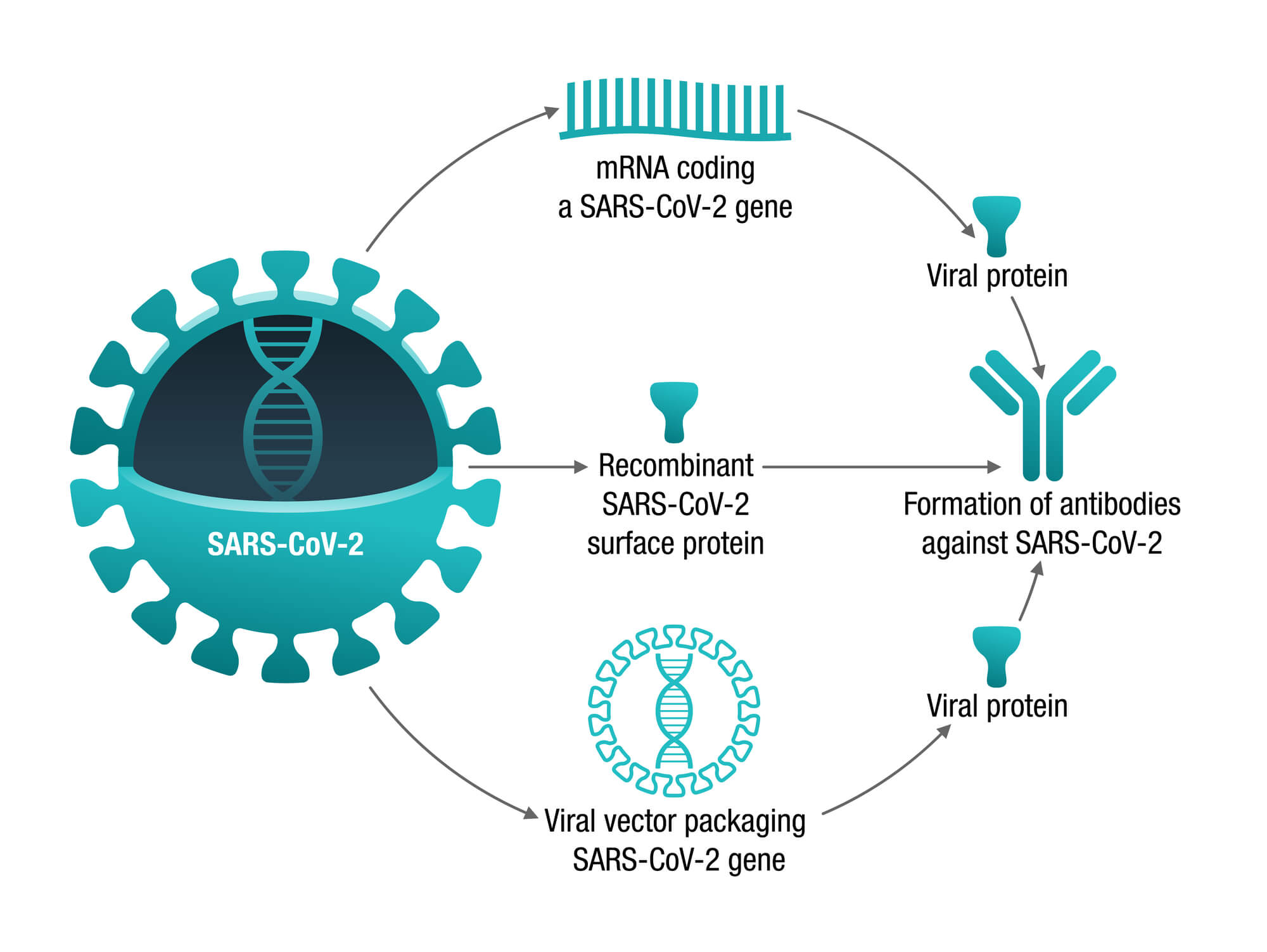 An explanation of the way in which a nucleic acid-based corona vaccine was developed. Illustration: depositphotos.com