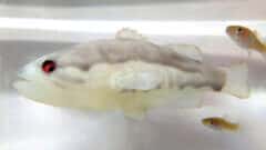 החוקרים בנו רובוט בצורת דג בס גדול-לוע – טורף טבעי של הגמבוזיות. צילום מתוך המחקר: GIOVANNI POLVERINO