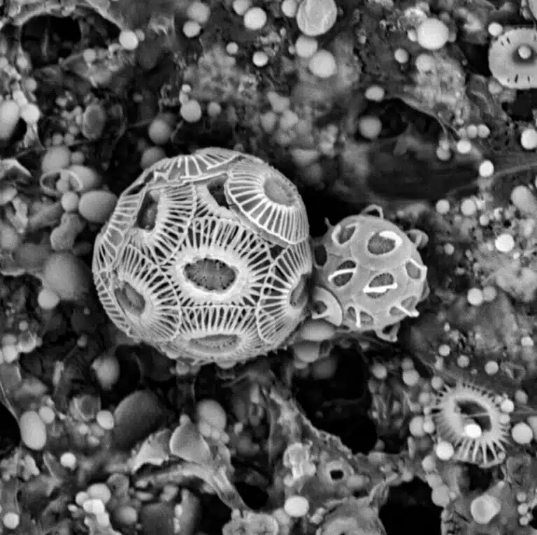 In the photo: Phytoplankton algae of the coccolithophore type, through an electron microscope