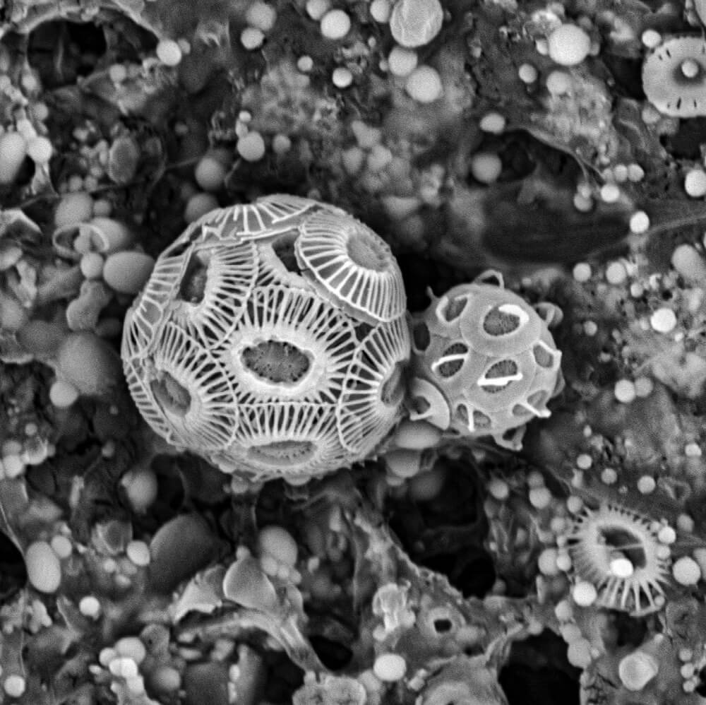 בתמונה: אצות פיטופלנקטון מסוג קוקוליתופורים, דרך מיקרוסקופ אלקטרונים