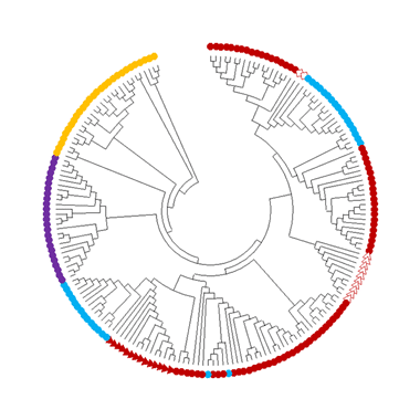 A phylogenetic tree depicting evolution based on divergence in the genome sequence for a subfamily belonging to the fusexins. The tree shows the genetic relationships between fusion proteins from the FF family, which is part of the fusexins superfamily, and was first characterized in the nematode Caenorhabditis elegans. Red, light blue, purple: different proteins in nematodes (Nematoda): series Rhabditida (red); Strongylida series (blue); Enoplea class (purple). In orange: FF proteins from other systems.