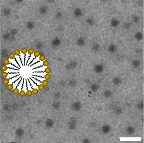 Micelles under an electron microscope. On the left - the structure of the micelle is magnified 10 times (in yellow - the water-loving head of the lipid, in black - the oil-loving tail). The line on the right indicates a size of 0.3 thousandths of a mm