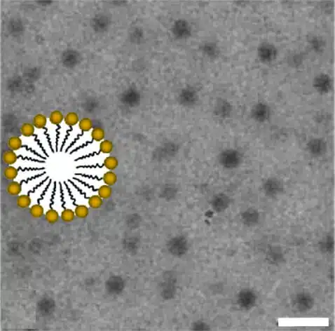 מיצלות תחת מיקרוסקופ אלקטרונים. משמאל – המבנה של המיצלה מוגדל פי 10 (בצהוב - הראש אוהב המים של הליפיד, בשחור - הזנב אוהב השמן). הקו מימין מציין גודל של 0.3 אלפיות מ"מ