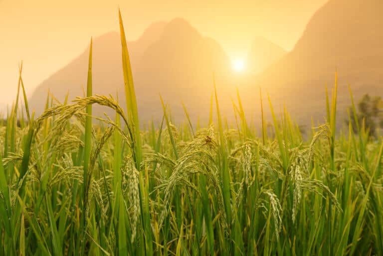 Rice field in Yangshuo Gulin, China. Illustration: depositphotos.com