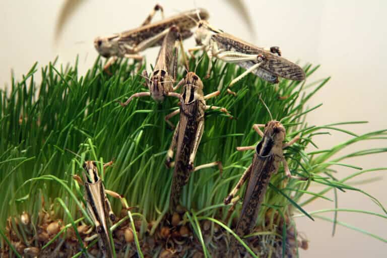 The desert locust eats grass. Illustration: depositphotos.com