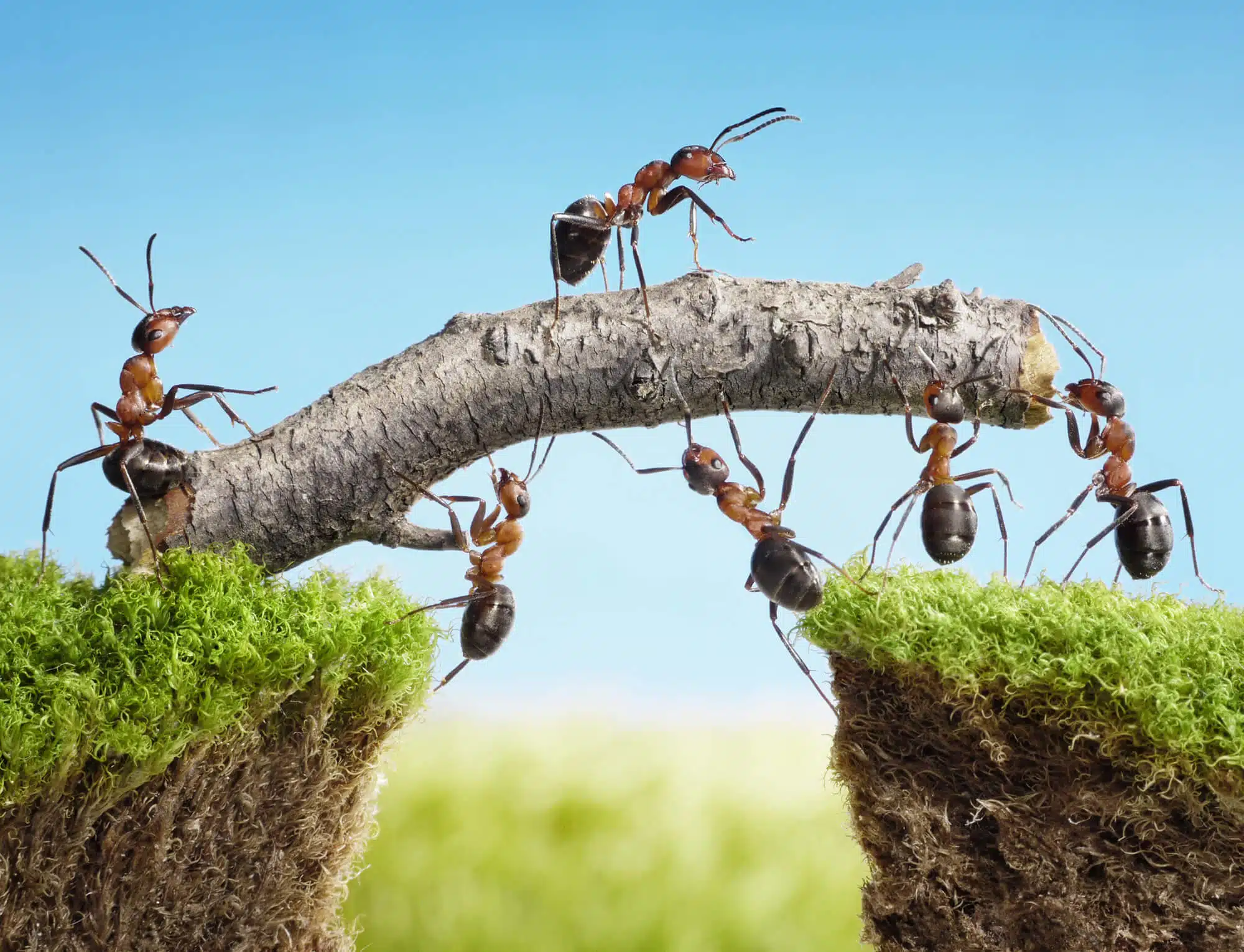 Ants build a bridge by working together. Illustration: depositphotos.com