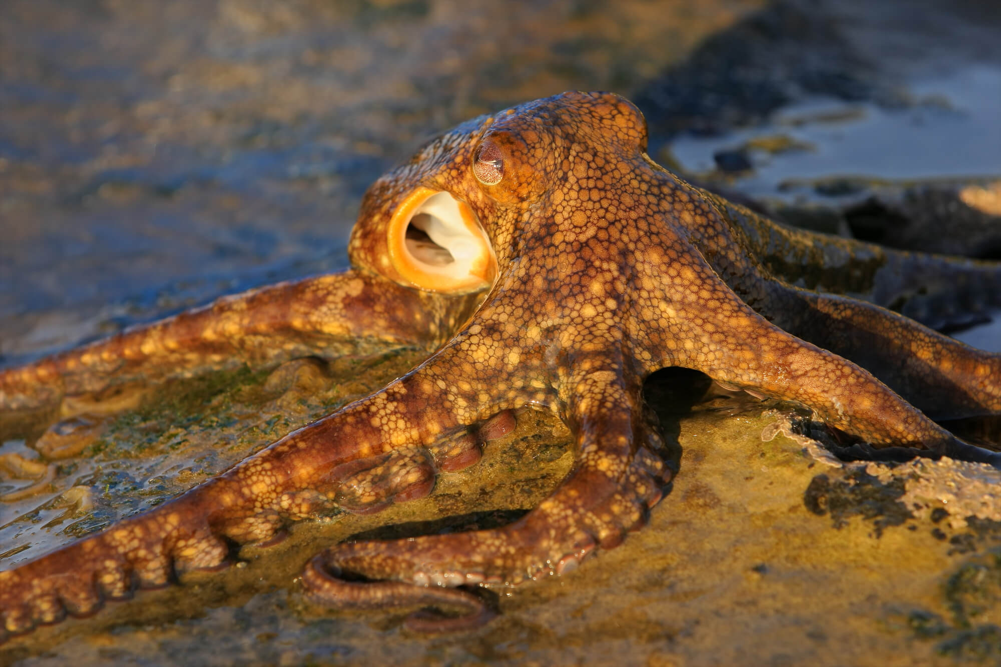 תמנון מצוי (Octopus vulgaris).  <a href="https://depositphotos.com. ">המחשה: depositphotos.com</a>