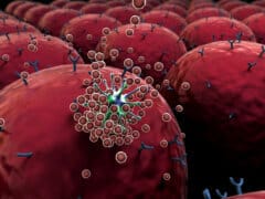 תאי מערכת החיסון נלחמים בוירוסים.המחשה: depositphotos.com