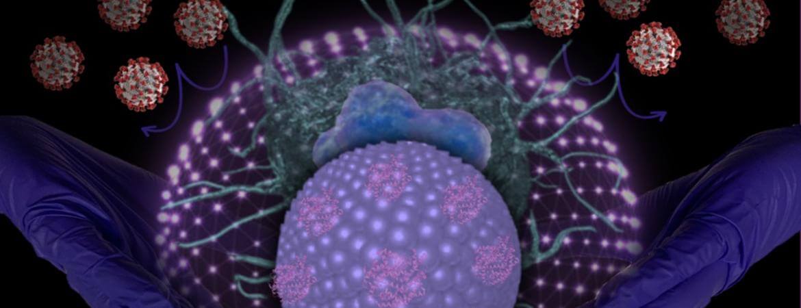 חוקרים פיתחו מלכודות מולקולאריות לנגיף הקורונה thumbnail