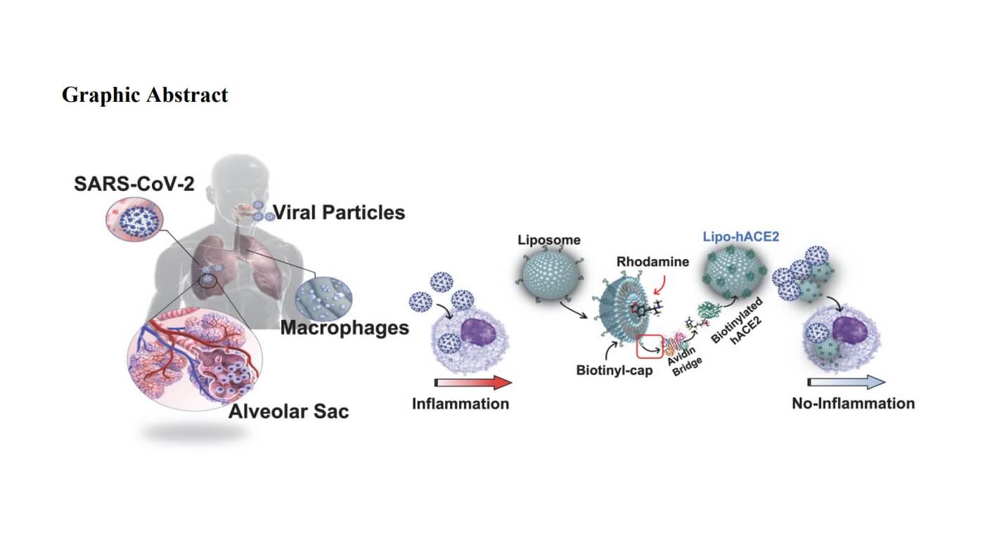 Mechanism of prevention of inflammation by the innovative carrier