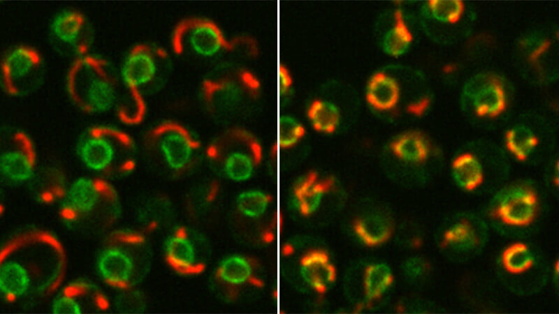 תאי שמרים תחת מיקרוסקופ פלואורסצנטי. מימין: כאשר החוקרות גרמו לתאים להפיק כמות גדולה של Cnm1, נהרו אברוני המיטוכונדריה (באדום) לכיוון גרעין התא (בירוק) והתגודדו סביבו תוך יצירת מערך מסועף של נקודות מגע; משמאל: בתנאים רגילים אברוני המיטוכונדריה פזורים ברחבי התא