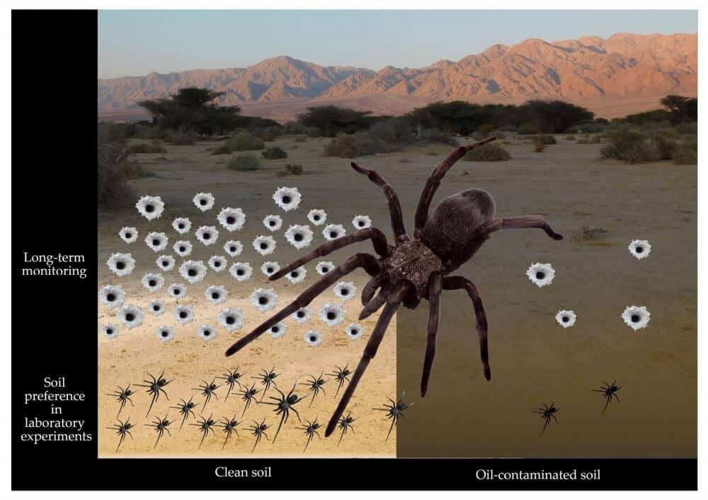 מין חדש של עכביש שהתגלה בערבה. צילום: מתוך המחקר. באדיבות האוניברסיטה העברית. 