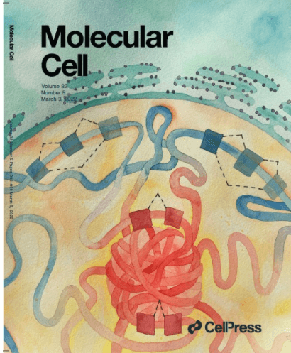 How the body packs 2 meters of DNA into a tiny cell nucleus. Courtesy of Tel Aviv University