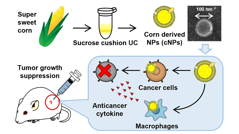 Using nanoparticles to fight cancer. Courtesy of the researchers, University of Tokyo