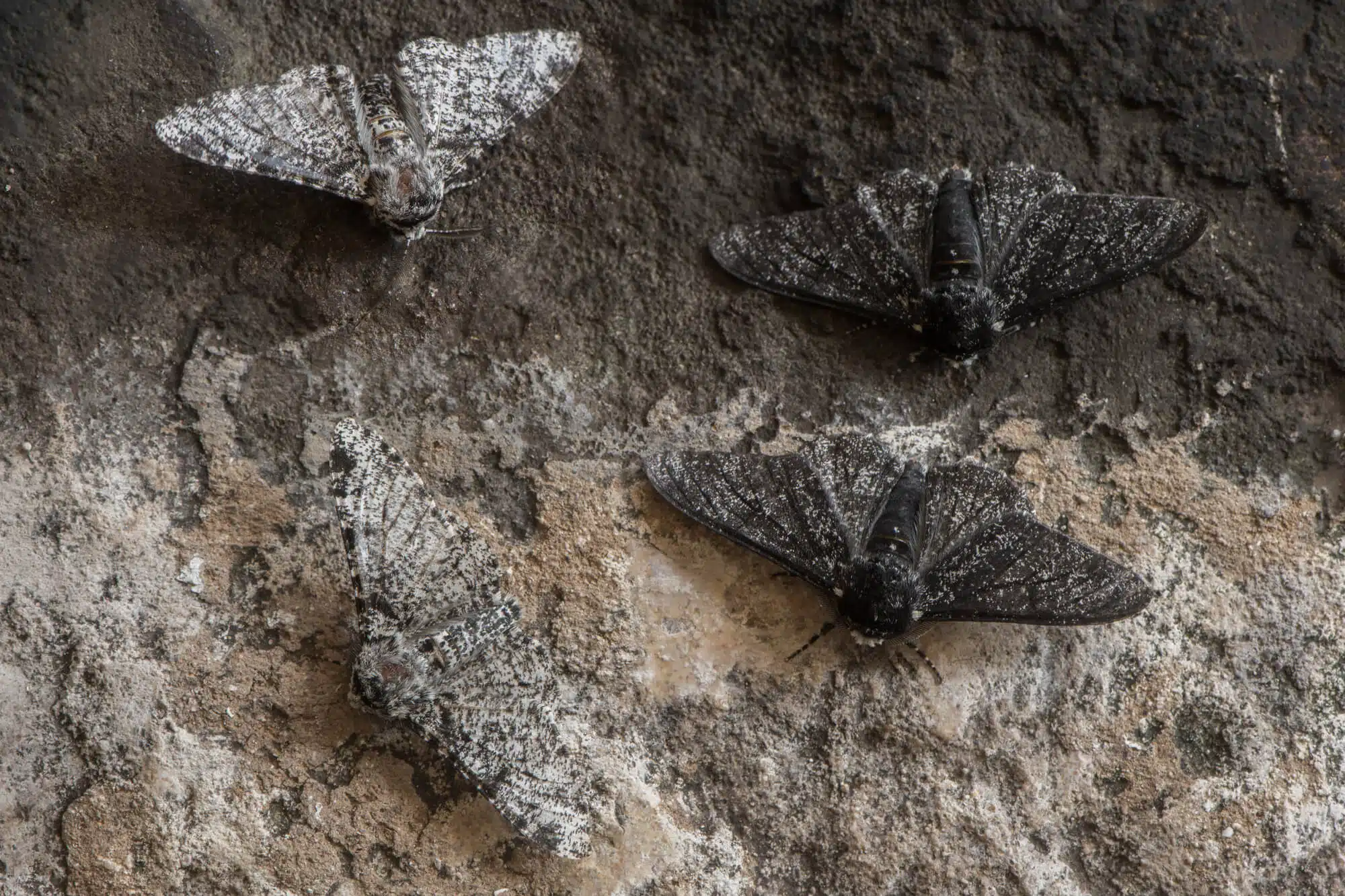 The rapid evolution of the moths that turned from white to black because of the air pollution that darkened the trees. Photo: depositphotos.com