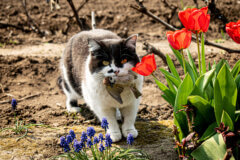 חתול צד דרור. המחשה: depositphotos.com