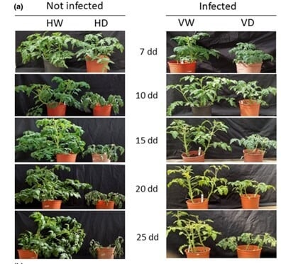 ההבדלים בין צמחים שהודבק בוירוס ואלו שלא. באדיבות האוניברסיטה העברית