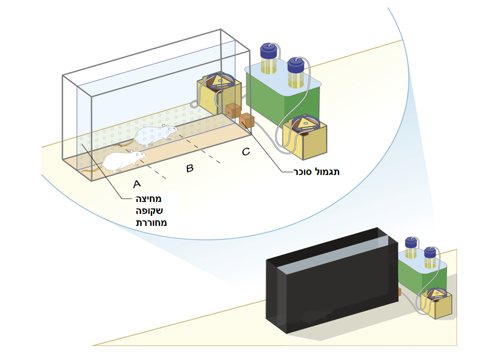 The maze that the researchers built. Illustration: Prof. Avi Avital, University of Haifa