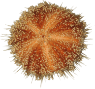 Asthenosoma marisrubri - Eilat. צילום: עמרי ברונשטיין