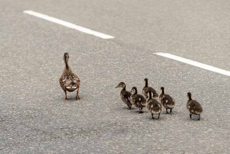 A mother goose and her goslings cross a road. Illustration: depositphotos.com