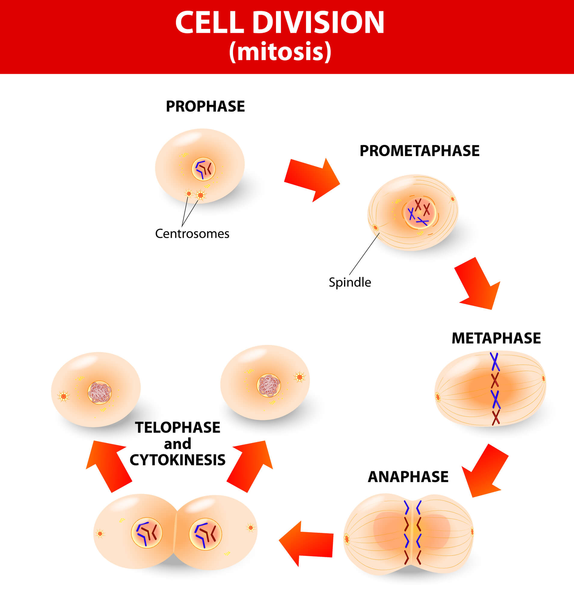 cell division Illustration: depositphotos.com