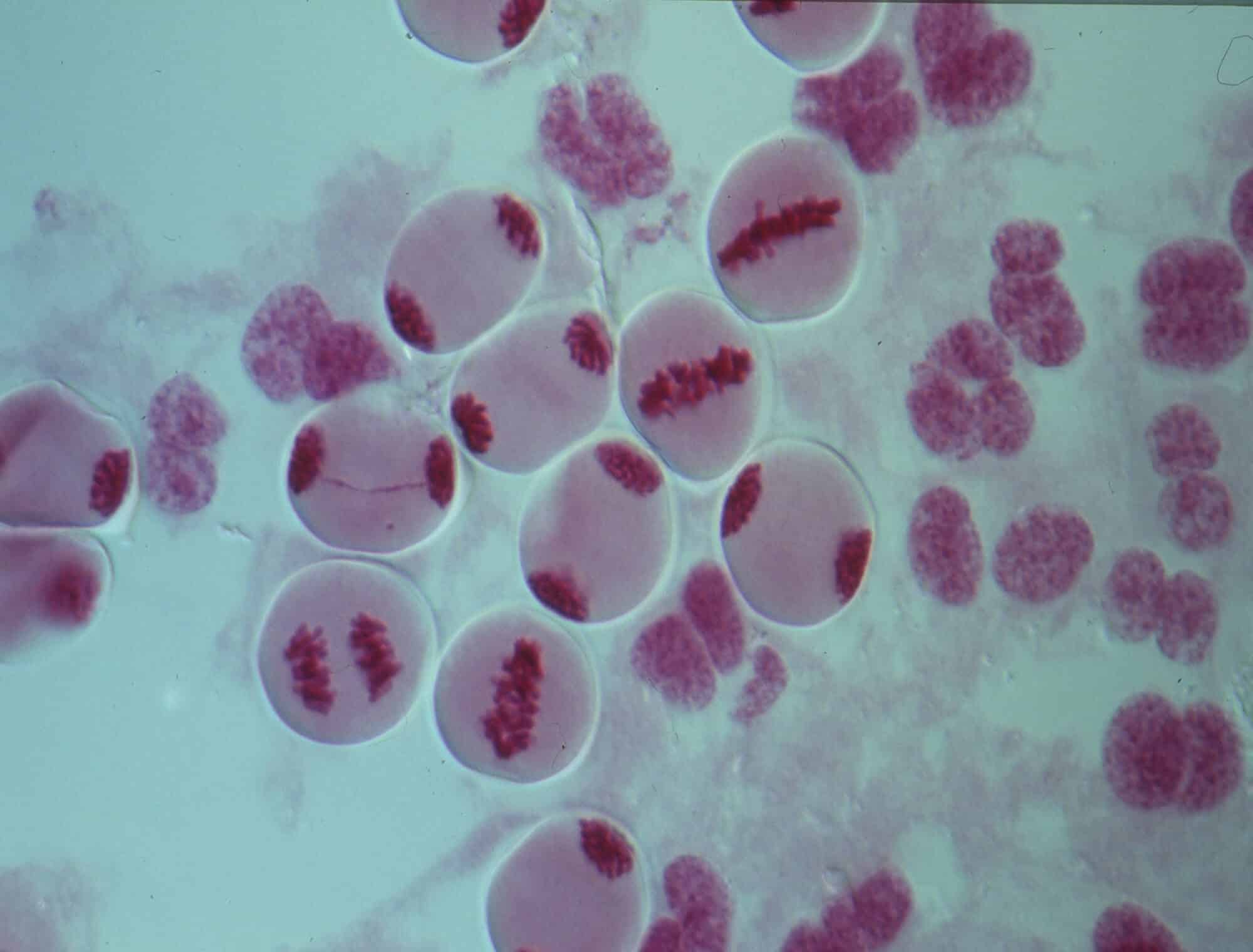 Chromosomes in the cell nucleus. Illustration: depositphotos.com