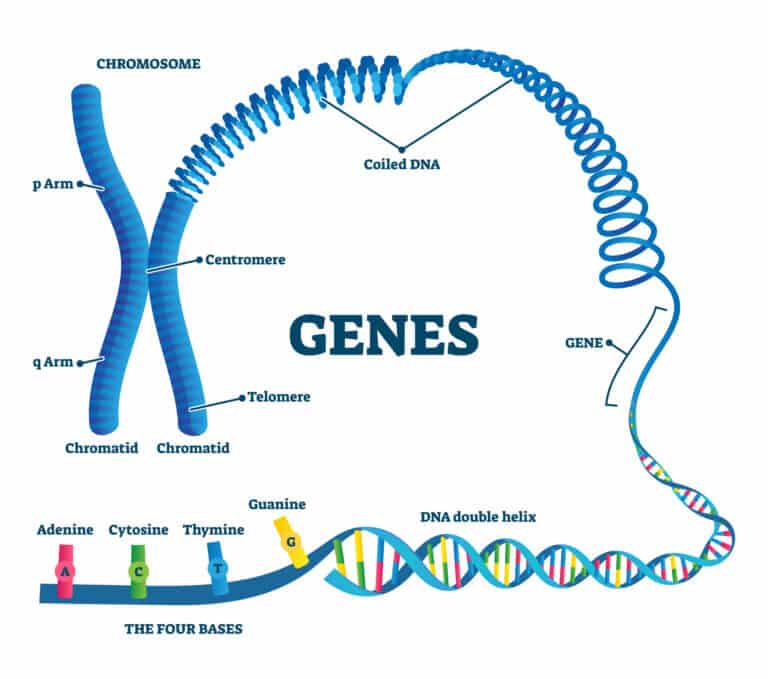 Human Genome. Illustration: depositphotos.com