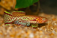 דג קיליפיש אפריקני. המחשה: depositphotos.com