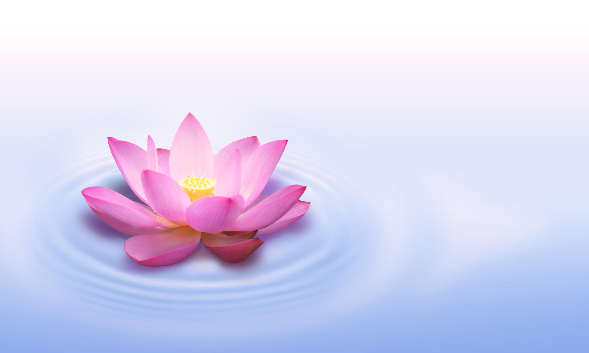 The lotus flower. Illustration: depositphotos.com