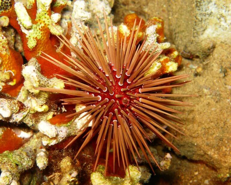 Echinometra sp - סְגַלְגַּלִּית אֵילָתִית צילום: עמרי ברונשטיין