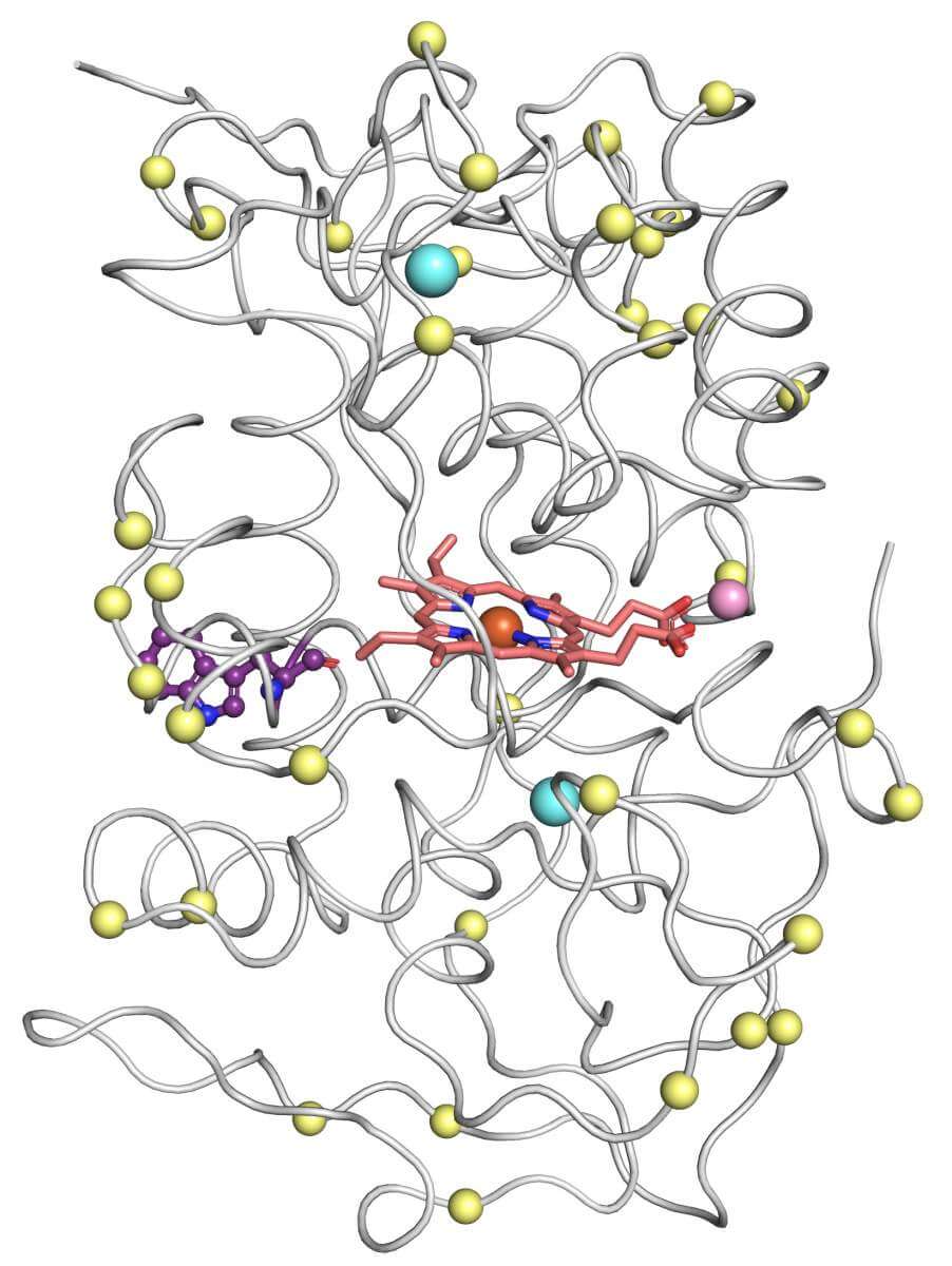 מבנה תלת-ממד של אנזים ממשפחת פראוקסידאזות ורסטיליות שנוצר באמצעות חיזוי המבוסס על בינה מלאכותית. הנקודות הצהובות מסמנות מוטציות שהוכנסו על-ידי האלגוריתם שפותח במעבדתו של פרופ' פליישמן, במטרה להגביר את יציבות האנזים