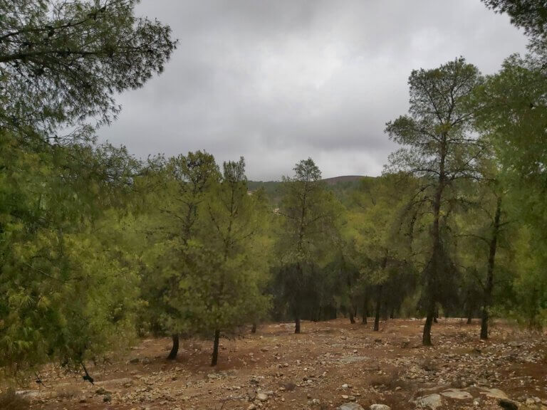 "In September, you won't see a layer of 'children' in the forest, of young trees that will one day replace the trees that will die of old age or drying out." A young pine in the Yatir forest, photo: Ella Posner