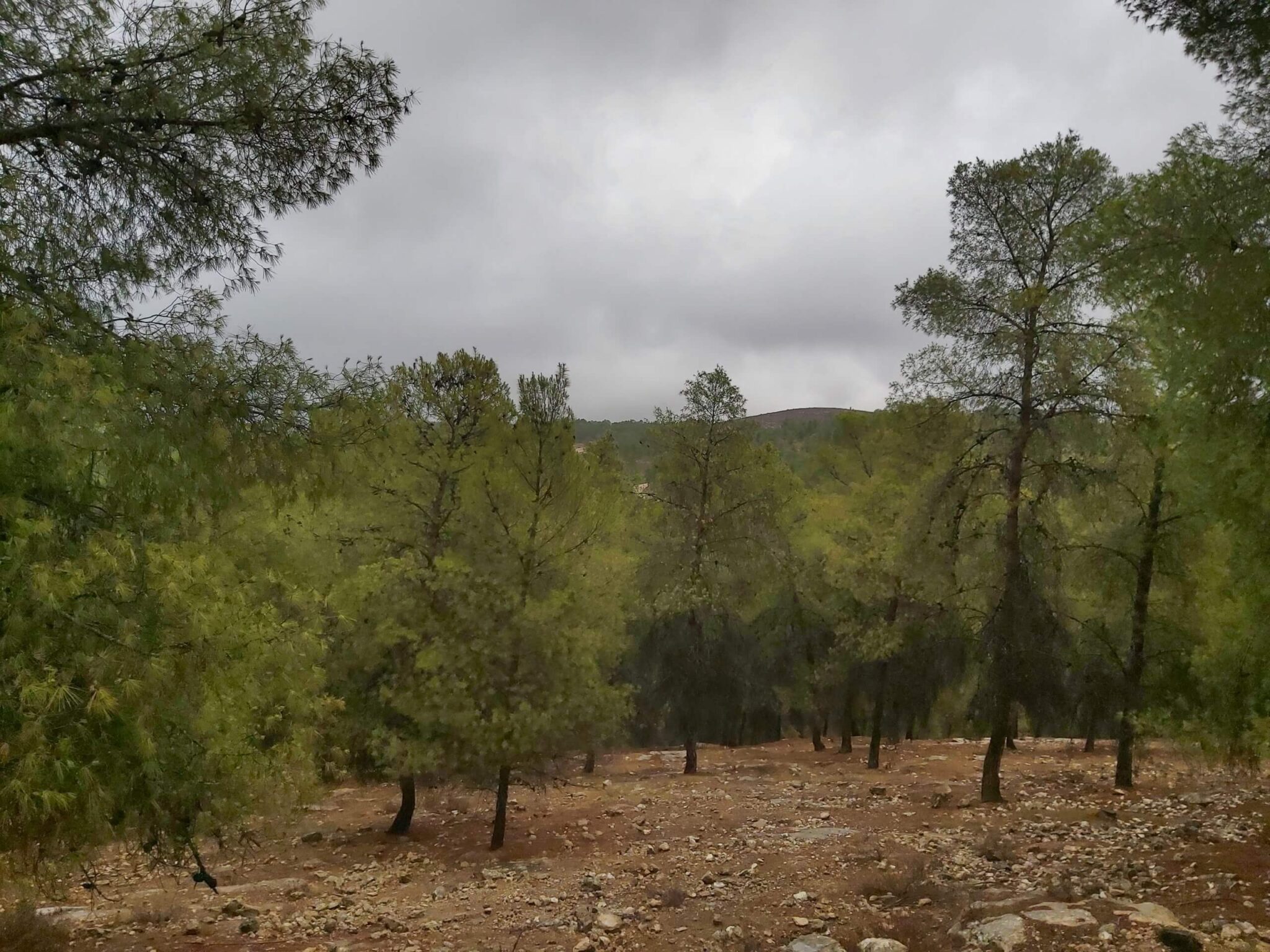 "בספטמבר לא תראו ביער שכבה של 'ילדים', של עצים צעירים שיחליפו יום אחד את העצים שימותו מזקנה או מיובש". אורן צעיר ביער יתיר, צילום: אלה פוזנר