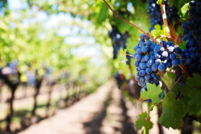 To this day there are areas where the wine vines are not irrigated, but the trend of their irrigation is expanding. Photo by Pixabay on Pexels
